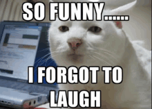 a white cat is sitting in front of a laptop with a caption that says so funny i forgot to laugh