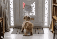 a small dog is standing in front of a door with a mailbox in it .