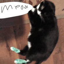 a black and white cat is laying on its back with a speech bubble that says meow