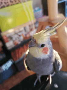 a cockatiel with a red spot on its cheek is looking at the camera