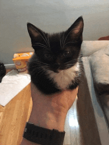 a black and white kitten is being held by a man wearing a watch