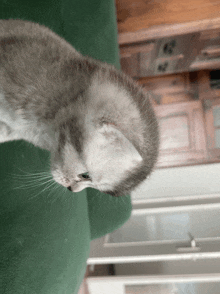 a close up of a cat 's face on a green surface