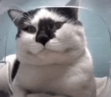 a black and white cat is sitting in a clear cage