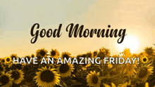 a picture of a field of sunflowers with the words good morning have an amazing friday