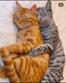 two cats hugging each other on a bed with the number 1/2 on the bottom right corner