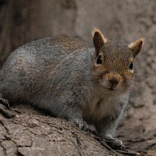 a close up of a squirrel sitting on a tree trunk