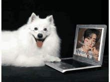 a white dog laying next to a laptop that says soy de mapita