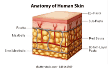 it shows the anatomy of human skin in a cube .