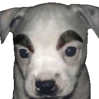 a small white dog with black eyebrows