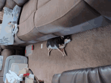 a dog laying on the floor next to a couch with a sign that says ' a ' on it