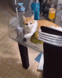 an orange and white cat laying on a glass table next to a bottle that says ' water ' on it