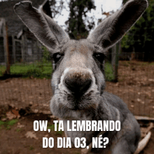 a kangaroo with the words ow ta lembrando do dia 03 ne written on it