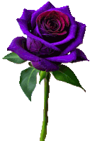 a purple rose has a red center and green leaves