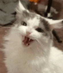 a close up of a white and gray cat with its mouth open