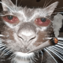 a close up of a cat smoking a cigarette with the words " the silly man " at the bottom