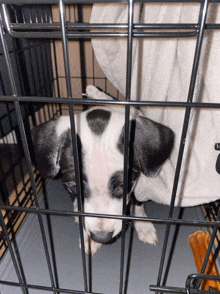 a black and white puppy in a cage with a white blanket