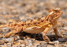 a lizard with horns is standing on rocks