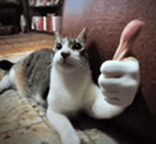 a cat is giving a thumbs up sign