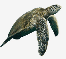 a green sea turtle is swimming in the ocean .