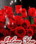 a bunch of red roses with the words " i love you "