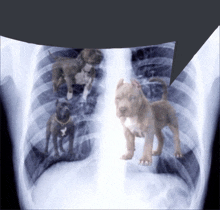 an x-ray of a person 's chest shows three puppies standing in it