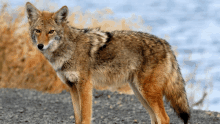 a close up of a coyote standing on a gravel road