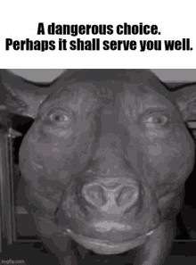 a statue of a pig with a caption that says a dangerous choice perhaps it shall serve you well