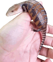 a lizard is being held in someone 's hand with a white background