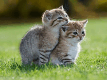 two kittens are standing next to each other in the grass