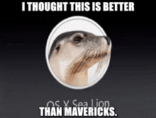 a seal in a white circle with the words i thought this is better than mavericks