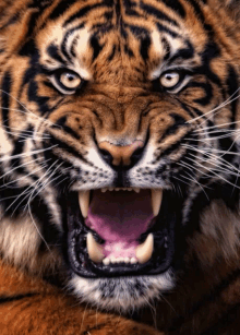 a closeup of a tiger 's face with its mouth open