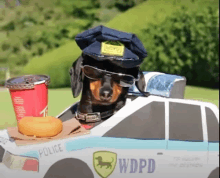 a dachshund wearing a police hat and sunglasses sits in a police car