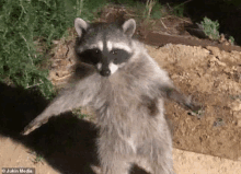 a raccoon is standing on its hind legs on a dirt road and looking at the camera .