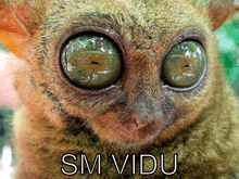 a close up of a monkey 's face with sm vidu written above it