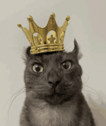 a cat with a gold crown on its head looks surprised