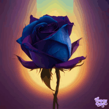 a blue rose with fancy colors written on the bottom right