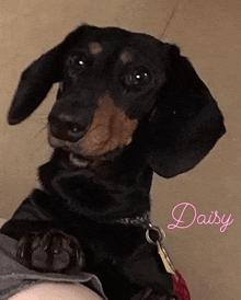 a close up of a dachshund with the name daisy written in pink