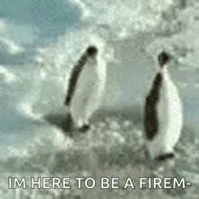 two penguins are walking in the snow with the words im here to be a firem written below them