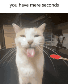 a cat with its tongue hanging out and the words " you have mere seconds " below it