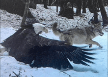 a bald eagle and a coyote are fighting in the snow