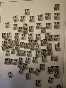 a bunch of pictures of cows are on a wall