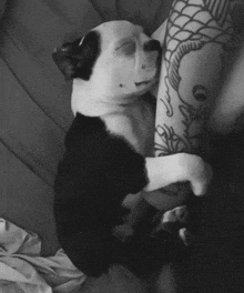 a black and white photo of a dog on a person 's leg