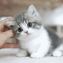 a gray and white kitten is being held by a person 's hand