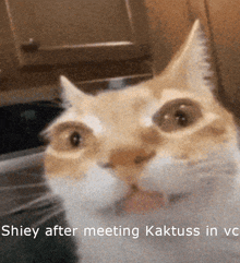 a close up of a cat with the words shiey after meeting kaktuss in vc