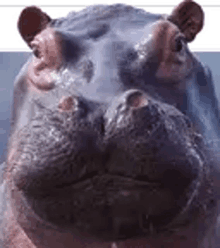 a close up of a hippopotamus 's face with a blue background .