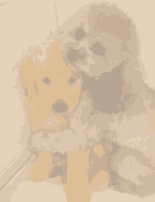 two puppies are hugging each other in a blurred image