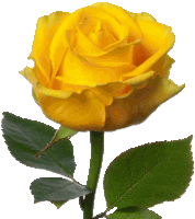 a close up of a yellow rose with green leaves