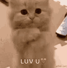 a cat is holding a remote control in its paws and says luv u .