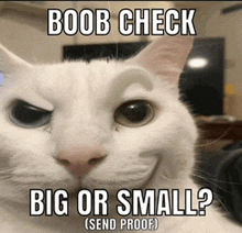 a white cat with the caption boob check big or small send proof