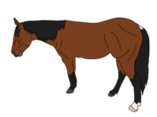 a brown horse with a black mane and tail is standing on a white background